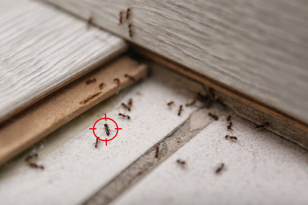 Best Flea Control Services  in Cherry Brah, NC